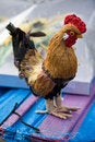 Free The Artificial Cock Stock Photography - 4547572