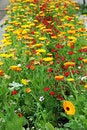 Free Flowerbed Stock Images - 4547834