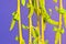 Free Willow Flowers Royalty Free Stock Photography - 4541067