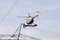 Free Helicopter High Lines Construct Royalty Free Stock Photos - 4541378
