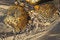 Free Rocks In A Rivulet Stock Image - 4543841