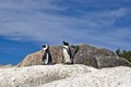 Free African Penguins On Rock Royalty Free Stock Photos - 4553148