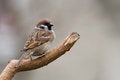 Free Tree Sparrow (aka Passer Montanus) Stock Photography - 4553332