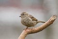 Free Sparrow (aka Passer Domesticus) Royalty Free Stock Image - 4553336