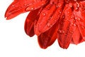 Free Red Petals Stock Photo - 4554190