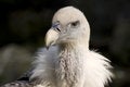 Free Gyps Fulvus - Vale Gier Royalty Free Stock Photos - 4555048