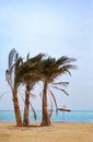Free Palms On The Beach Stock Photos - 4558873