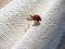 Free Lady Bug Stock Photos - 4550883