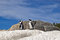 Free African Penguins On Rock Royalty Free Stock Photos - 4553148