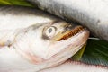 Free Fish At Marketplace Stock Images - 4561254