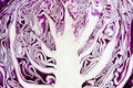 Free Red Cabbage Section Royalty Free Stock Photography - 4564497