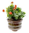 Free Beauty Indoors Plant Royalty Free Stock Image - 4565316
