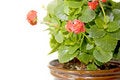 Free Beauty Indoors Plant Stock Image - 4565341