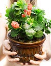 Free Beauty Indoors Plant Stock Photos - 4565573