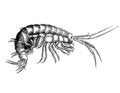 Free Fine Cancer From Sort Gammarus (Forage For Fishes) Stock Photo - 4565630