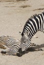 Free Zebra Relation Stock Photo - 4565790