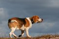 Free Moving Dog Royalty Free Stock Image - 4568246