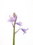 Free Bluebell Stock Image - 4561911