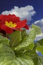 Free Spring Flowers Stock Images - 4572074