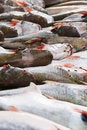 Free Fish At Marketplace Royalty Free Stock Photography - 4572257