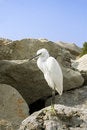 Free Great Egret ( Ardea Alba ) Royalty Free Stock Images - 4577169