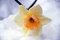 Free Snow Dusted Daffodil Royalty Free Stock Image - 4575216