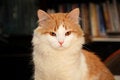 Free Young Domestic Cat Portrait Stock Photos - 4581413