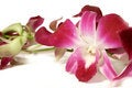Free Orchids On White Stock Photo - 4583320