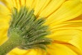 Free Yellow Gerber Royalty Free Stock Photo - 4583325