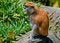 Free Patas Monkey Stock Image - 4581671