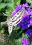 Free Butterfly Moth Royalty Free Stock Images - 4582259