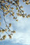 Free Blooms Against Blue Sky Royalty Free Stock Photos - 4583128