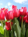 Free Vivid Red Tulips Stock Photos - 4590373