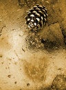 Free Gold Pine Stock Photography - 4593672