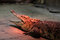 Free Crocodile Warming At The Zoo Stock Image - 4593241