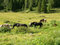 Free Horses Stock Image - 4594421
