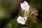 Free Floweret Stock Image - 4596441