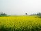 Free Spring Is Coming Stock Photography - 4597542