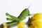 Free Grasshopper Royalty Free Stock Images - 4599299