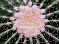 Free Cactus  Blackground 02 Stock Photo - 465580