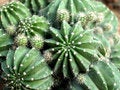 Free Cactus Form 04 Stock Photos - 465663