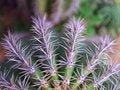 Free Zoom  Cactus Royalty Free Stock Images - 465669