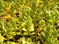 Free Green Cactus Royalty Free Stock Photography - 465717