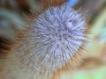Free Clean And Soft  Cactus Royalty Free Stock Images - 465729