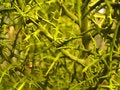 Free Cactus Form 02 Stock Photo - 465790
