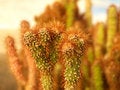 Free Cactus Form 09 Royalty Free Stock Photo - 467765