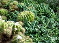 Free Closeup A Cactus  13 Royalty Free Stock Photography - 467777