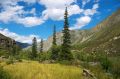 Free Green Firs And Blue Skies-02 Stock Photography - 468082