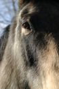 Free Horse Eye Stock Photo - 469680