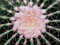 Free Cactus Blackground 02 Stock Photo - 465580